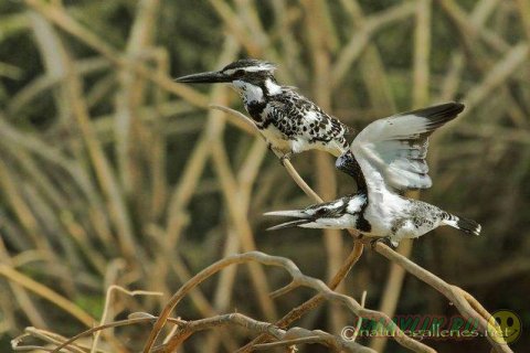 ������������ ������� ����� �������� �� ������ ����-�����