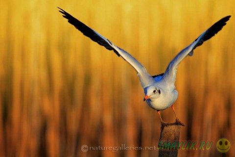 ������������ ������� ����� �������� �� ������ ����-�����