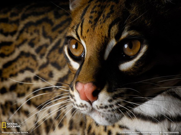 ������ ���� �� National Geographic