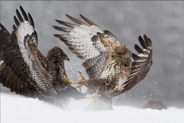 ������ ���������� ������� 2008