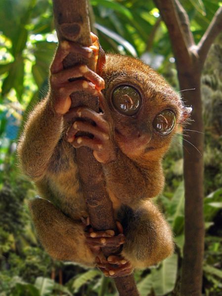 ����� ���������