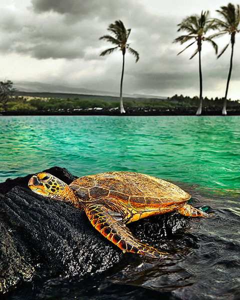 �������� Yves Rubin