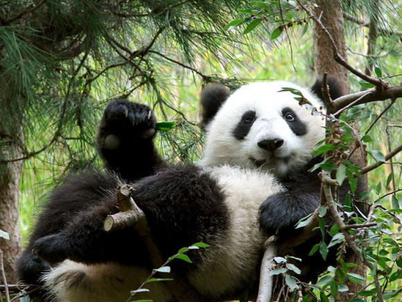 ���������� �������� (9 ����)