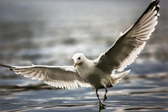 �������� ��������