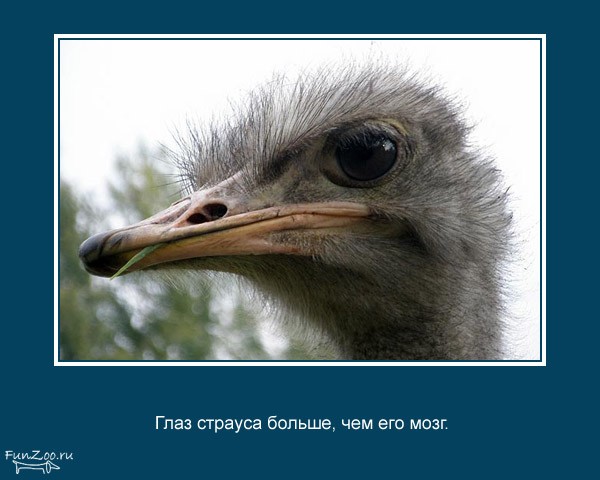 ����� � ��������