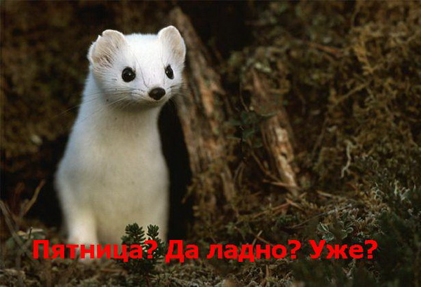 ����� �������