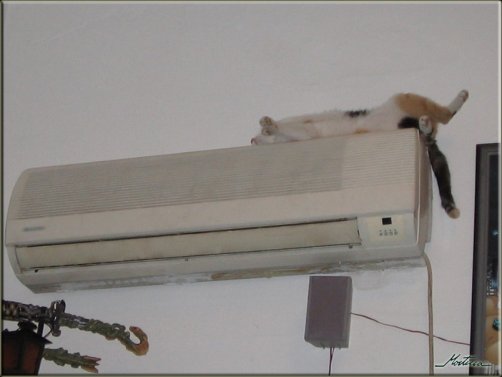 ������ �������