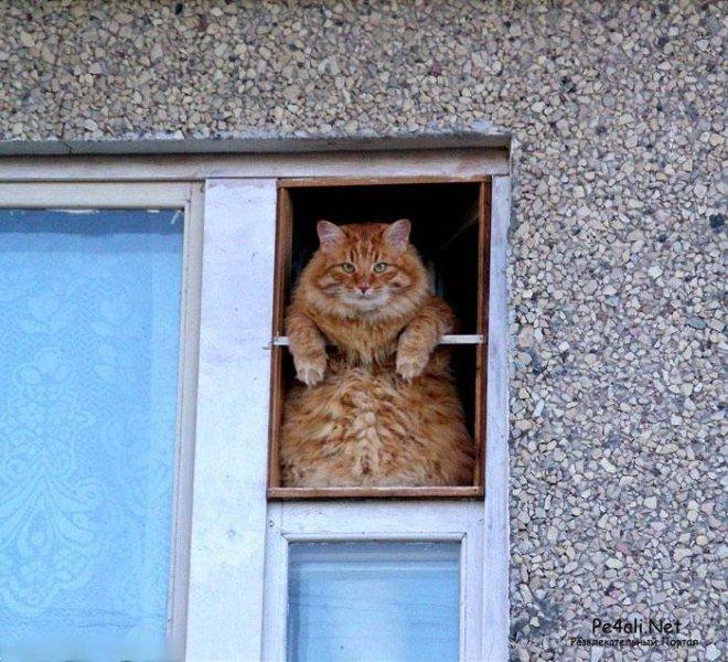 �� ����?