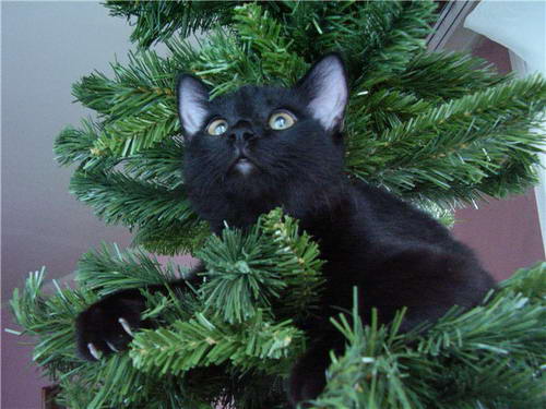 ����� ����� ���