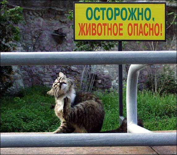 ������� ��������