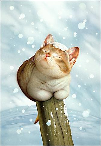 ���������� ����