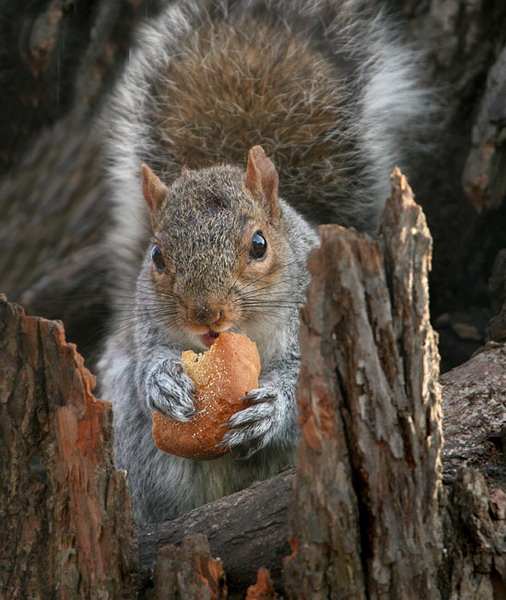 ����� - �������������� ��������