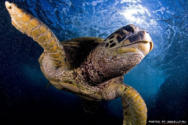 ������ ���