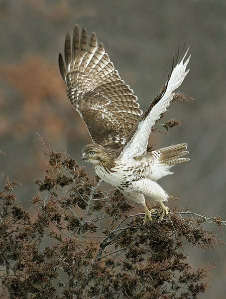 ����������. ����� �������