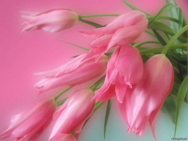 ������ �������?