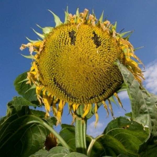 ������� ���