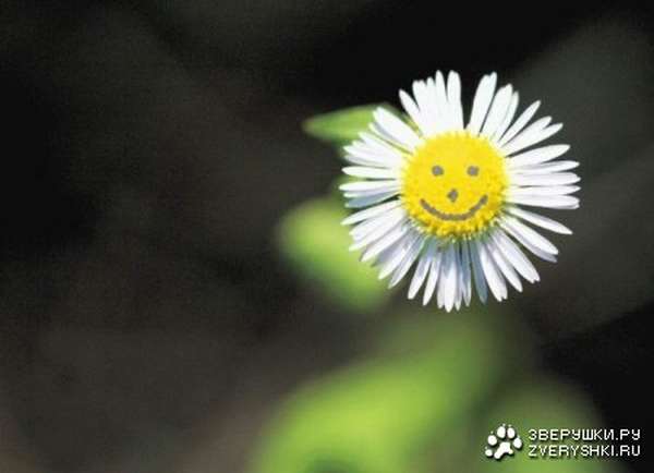 �������� ��� ���